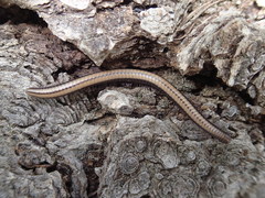 Californiulus yosemitensis