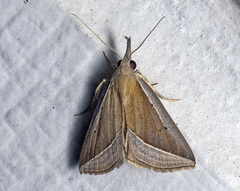 Hypena conscitalis