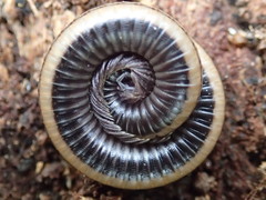 Californiulus yosemitensis