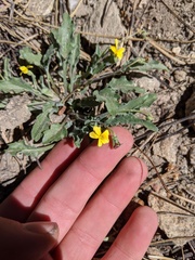 Viola pinetorum grisea