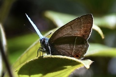 Chrysozephyrus mushaellus