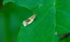 Clepsis melaleucanus