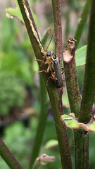 Cantharis nigricans