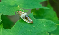 Clepsis melaleucanus