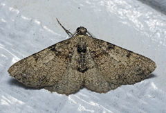 Syneora adelphodes