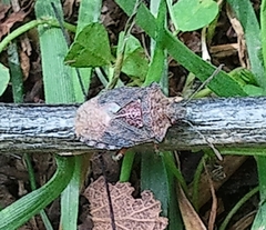 Lanopis rugosus