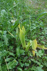 Colchicum umbrosum