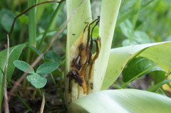 Colchicum umbrosum