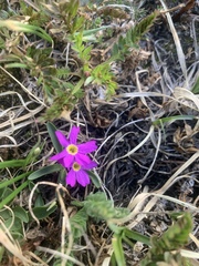 Primula angustifolia