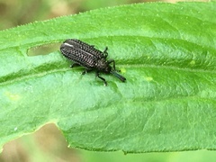 Microrhopala excavata