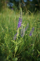 Veronica steppacea