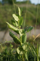 Vicia narbonensis