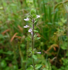 Stachys crenata