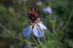Nigella segetalis