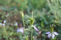 Nigella segetalis