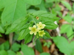 Lithospermum tuberosum