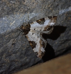 Melanthia procellata