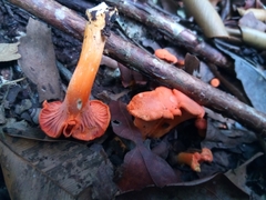 Cantharellus coccolobae