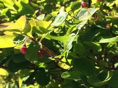 Vaccinium alaskaense