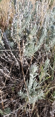 Artemisia cana