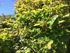 Vaccinium alaskaense