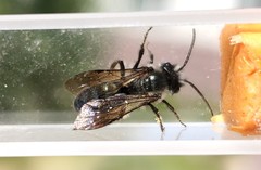 Andrena cerasifolii
