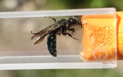Andrena cerasifolii