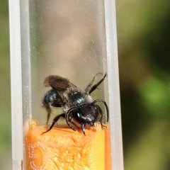 Andrena cerasifolii