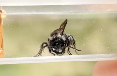 Andrena cerasifolii
