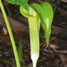 Arisaema acuminatum - Photo (c) Jay Horn, algunos derechos reservados (CC BY), subido por Jay Horn