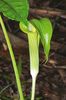Florida Jack-in-the-Pulpit - Photo (c) Jay Horn, some rights reserved (CC BY), uploaded by Jay Horn