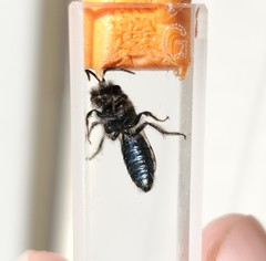 Andrena cerasifolii