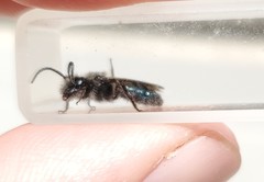 Andrena cerasifolii
