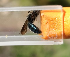 Andrena cerasifolii