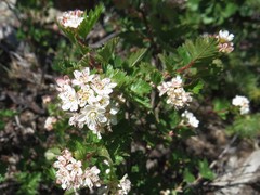 Physocarpus monogynus