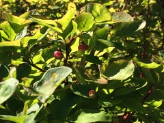 Vaccinium alaskaense