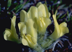 Oxytropis maydelliana