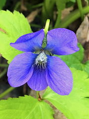 Viola sororia