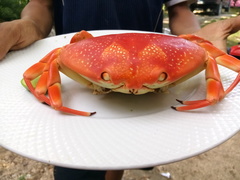 Carpilius corallinus