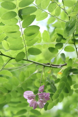 Robinia viscosa hartwigii