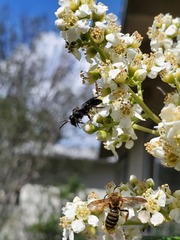 Andrena cerasifolii