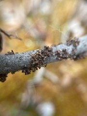 Tuckermanopsis sepincola