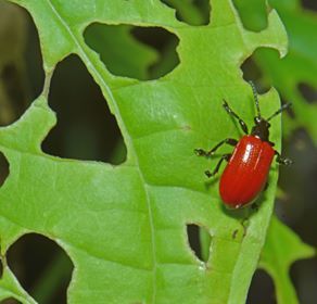 Air Potato Leaf Beetle photo 3