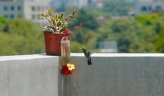 Cynanthus latirostris