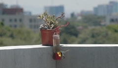 Cynanthus latirostris