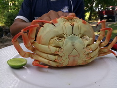 Carpilius corallinus