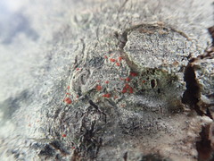 Ramboldia gowardiana