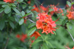 Rhododendron cumberlandense