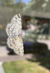 Aethalura intertexta