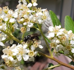Andrena cerasifolii